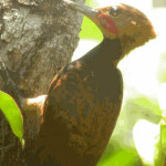 Pica-pau-de-coleira