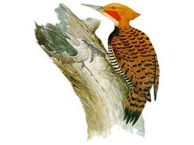 Pica-pau-de-coleira