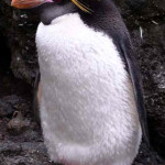 Pinguim de Macaroni