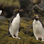Pinguim de Macaroni