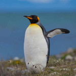 Pinguim de Macaroni