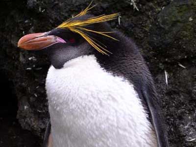 Pinguim de Macaroni