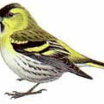 Pintassilgo