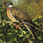 Pomba da Mata