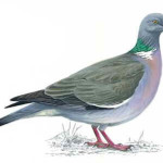 Pomba da Mata