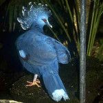 Pomba Goura