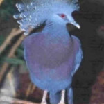 Pomba Goura