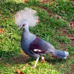 Pomba Goura