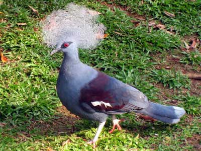 Pomba Goura