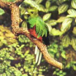 Quetzal