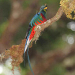Quetzal