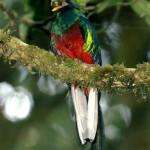 Quetzal