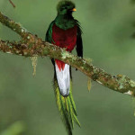 Quetzal
