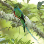 Quetzal