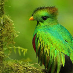 Quetzal