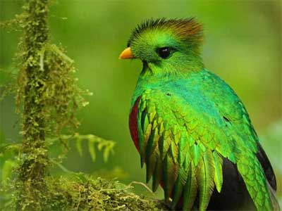 Quetzal