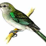 Sanhaço