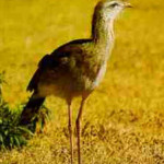 Seriema