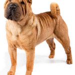 Shar-Pei