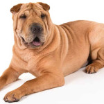 Shar-Pei