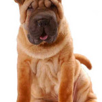 Shar-Pei