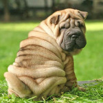 Shar-Pei