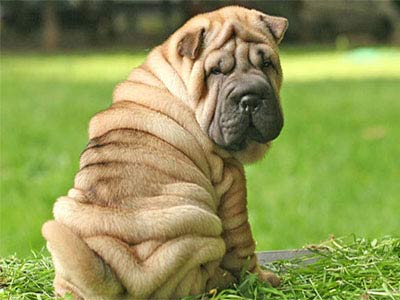 Shar-Pei