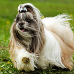 Shih Tzu