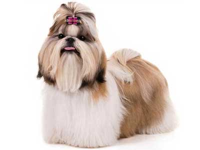 Shih Tzu