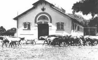 Soro e Vacina