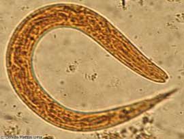 Verminoses Verminoses