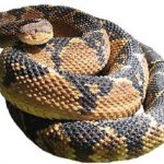 Surucucu