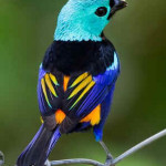 Tangará