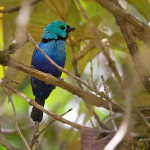Tangará