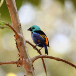 Tangará