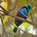 Tangará