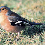 Tentilhão