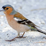 Tentilhão