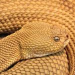 Tipos de Serpentes