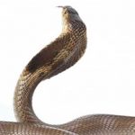 Tipos de Serpentes