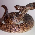 Tipos de Serpentes