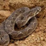 Tipos de Serpentes