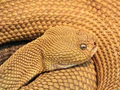 Tipos de Serpentes