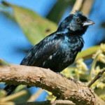 Tiziu