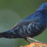 Tiziu