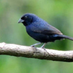 Tiziu