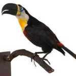 Tucano-de-bico-preto