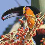 Tucano-de-bico-preto