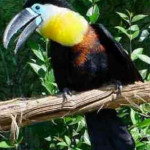 Tucano-de-bico-preto