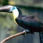 Tucano-de-bico-preto